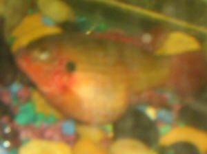 Cichlid swollen anus